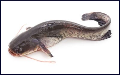 Innovation of Making Fish Cultivation in Buckets and Dissemination of Small-Scale Catfish Farming During the Covid-19 Pandemic